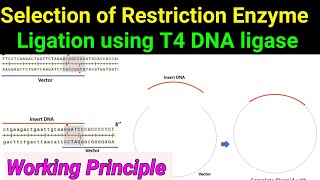 T4 DNA Ligase ll Ligation ll working principle ll Selection of Restriction enzymes [upl. by Amathiste]