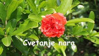 Cvetanje nara Pomegranate flowering [upl. by Buhler]