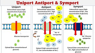 Uniport  Symport  Antiport  Membrane transport [upl. by Aranaj]