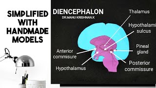 Neuroanatomy Anatomy of Diencephalonpart 2Metathalamus amp Epithalamus [upl. by Nirehtak272]