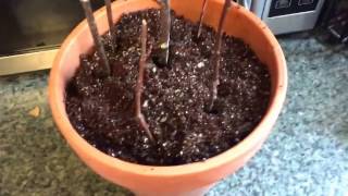 Juneberry Serviceberry Cutting Propagation Indoors [upl. by Rubinstein594]