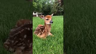 This is what baby deer really sounds like😍😍 [upl. by Nillok]