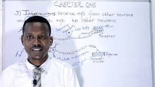 BIOLOGY FORM 4 CHAPTER 1 Funtional types of neurons LECTURE 4 [upl. by Kcaj]