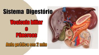 Sistema Digestório  Vesícula biliar e Pâncreas  Anatomia Humana [upl. by Eilojne]