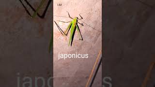 00122The japonicus‎ [upl. by Nomra]