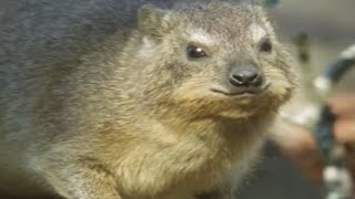 Meet the Endangered Hyrax  Little Brother of the Elephant  BBC Earth [upl. by Nightingale]