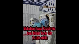 Muhabbet Kuşu Kızıştırıcı ses quotÇILDIRACAKquot100 etkili dinlet farkı gör 1 SAAT [upl. by Olivette]