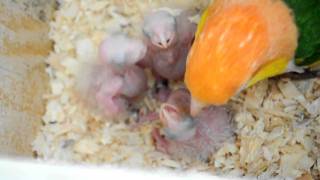 Baby White bellied Caique parrot being feed by Papa [upl. by Uda]