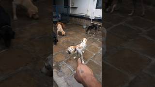 Socializing kombai with other dogs  Playtime [upl. by Alleris]