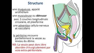 Anatomie de la vessie [upl. by Aicilihp357]