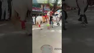 dancing horse vedio horse allahhuakbar islamicpower7 [upl. by Zetnom]