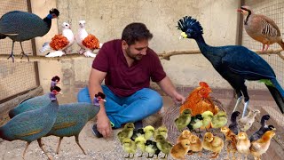 Ground Birds Farming Vulturine Guineafowl Pheasant Dakhni Teetar Hatching Eggs Hsn Entertainment [upl. by Enilegnave930]