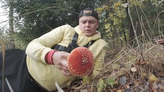 Raudonoji musmirė Amanita muscaria [upl. by Anomahs]