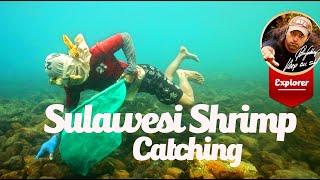 Sulawesi Wild Shrimp Habitat and Collection [upl. by Neesay]