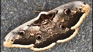 Largest moth in Europe Giant Emperor Moth Saturnia Pyri [upl. by Yorick]