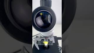 Potato skin magnified 400 times is surprisingshorts fyp science microscope shortsvideo [upl. by Bondon]