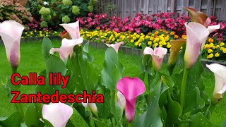 How to plant Calla lily  zantedeschia   Cara menanam bunga calla lily 91 [upl. by Fairleigh]