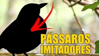 PÁSSAROS IMITADORES ♫ [upl. by Treborsemaj]