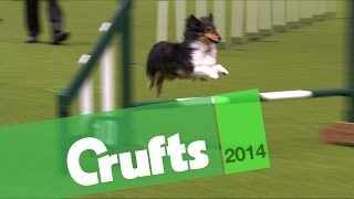 Agility  Jumping  Small Dogs Winner  Crufts 2014 [upl. by Filippa928]