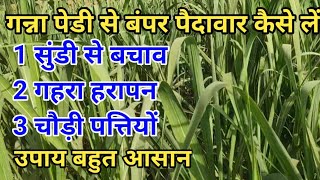 गन्ना पेड़ी से बंपर पैदावार कैसे लें गन्ना पेड़ी में सुंडी से कैसे रोकथाम करेंFiprolinइमिडा [upl. by Eirotal]