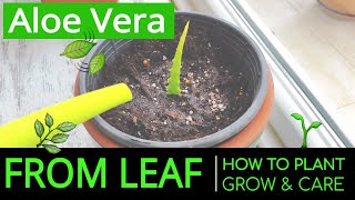 How to Plant amp Grow Aloe Vera at Home from Leaf Planting amp Caring Aloe Vera in a Pot [upl. by Lyckman]