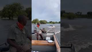 have you ever seen a hippo chasing engine boat travelwithkisembo visituganda [upl. by Eelrebmik]