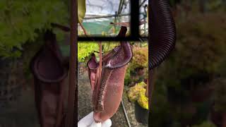 Item Short BE3719  N densiflora x rafflesiana carnivorous nepenthes [upl. by Eshman141]