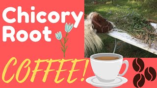 How to Make Chicory Root Coffee [upl. by Disario520]