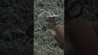 Bowhunting Missouri Using a Decoy [upl. by Bahr]