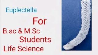 EuplectellaWhat is Euplectella  practical questions euplectella for Biology ☺️StudentsbyAnmol [upl. by Eceinwahs]