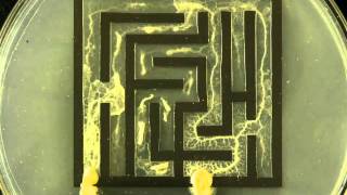 Slime mold solving maze [upl. by Gasser]