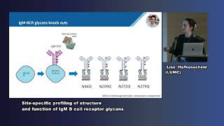 Dr Lise Hafkenscheid Sitespecific profiling of structure amp function of IgM B cell receptor glycans [upl. by Gwendolen]