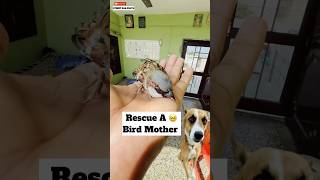 Rescue A Bird Mother 🥹  minivlog [upl. by Westland324]