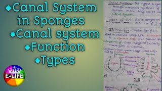 Canal system in Sponges Function  Types of Canal System  YashPartner [upl. by Darda]