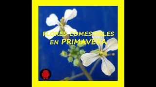 Que FLORES son COMESTIBLES en PRIMAVERA [upl. by Oicnerual454]