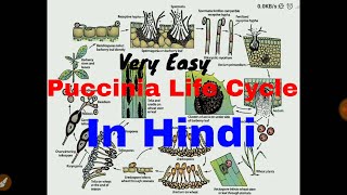 Puccinia Life Cycle Its Spores and Fruiting bodies Explanation  In Hindi [upl. by Nahtam]