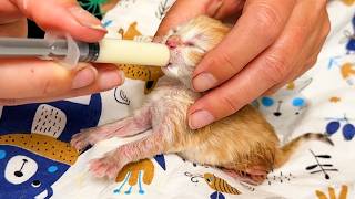 Caring for a 2day old kitten abandoned after birth Feeding and tummy rubs [upl. by Stoeber183]