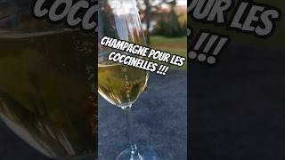 Les coccinelles ne tiennent pas la champagne  😬 [upl. by Trici817]