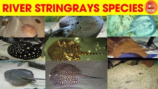 Different Types of River Stingrays Species Name in English for kids kidslearning animals stingray [upl. by Gare]