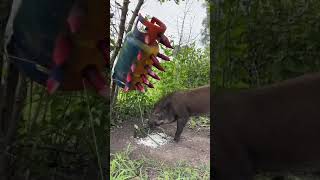 Amazing Most Building Beautiful House Wild Pig Trap Using Gas Cylinder wildanimal animals short [upl. by Camroc]