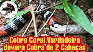 Cobra Coral devora Cobra de 2 Cabeças  Biólogo Henrique o Biólogo das Cobras [upl. by Ydissahc]