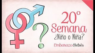 SEMANA 20 de Embarazo  5º Mes  Semana a semana [upl. by Esaj4]