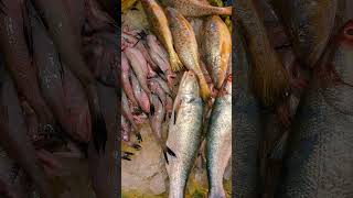 Exploring Coxs Bazars Famous Fish Market [upl. by Nelaf]