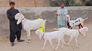 bacchon wali bakri 2024 [upl. by Lou]