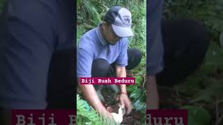 BENTUK BIJI BUAH BEDURU HUTAN KALIMANTAN [upl. by Eittak63]