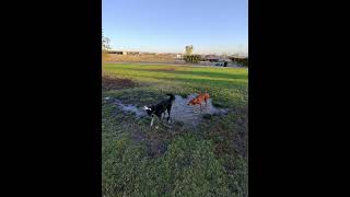 Sputnik in the Muddy puddle [upl. by Pardner]