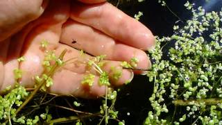 A Baby Waterboatman aka Backswimmer [upl. by Hahnert139]