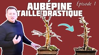 Taille Drastique sur une AUBÉPINE 🌱 NEJIKAN BONSAI 🌱 [upl. by Delfeena548]