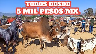 Plaza de animales baratillo de villa de Etla Oaxaca toros Mulas Becerros Burros Toroscriollos [upl. by Oisinoid479]