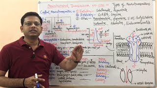 Neurotransmitters  Types of Neurotransmitters in Central Nervous System  Neurotransmission Example [upl. by Tacita93]